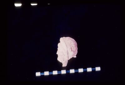 IMG061